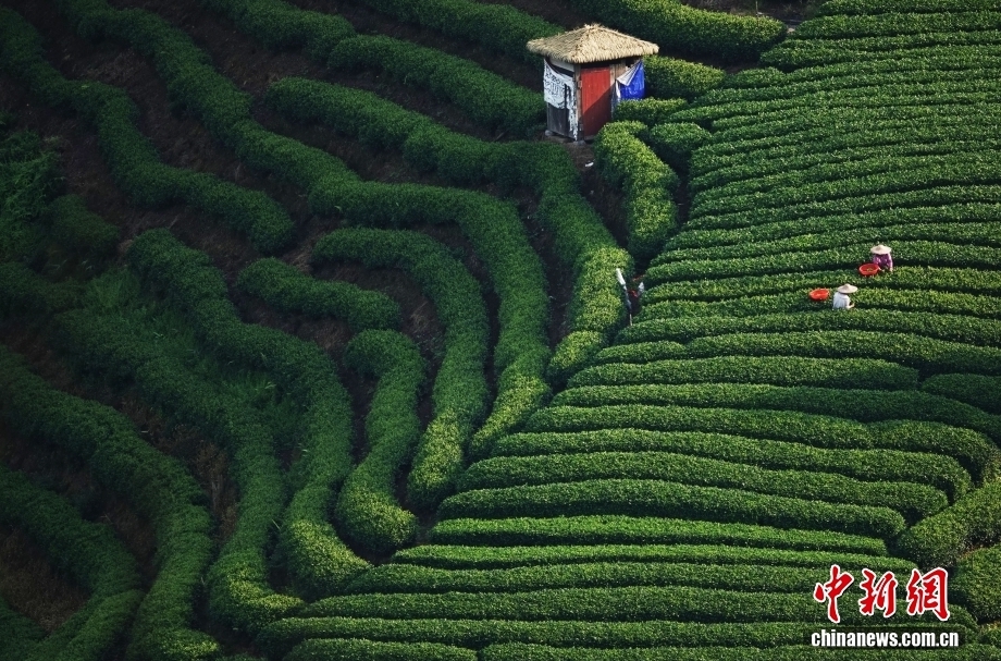採寒露茶。