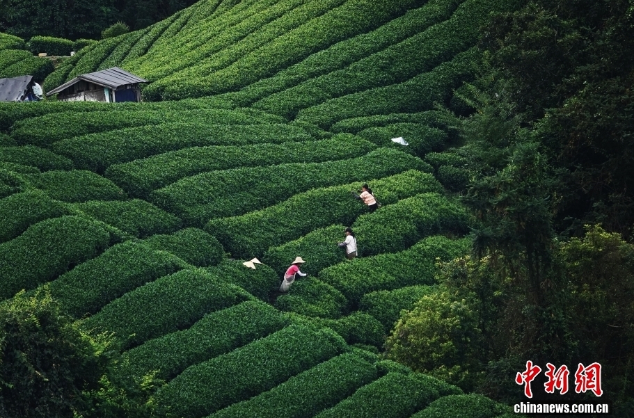 採寒露茶。