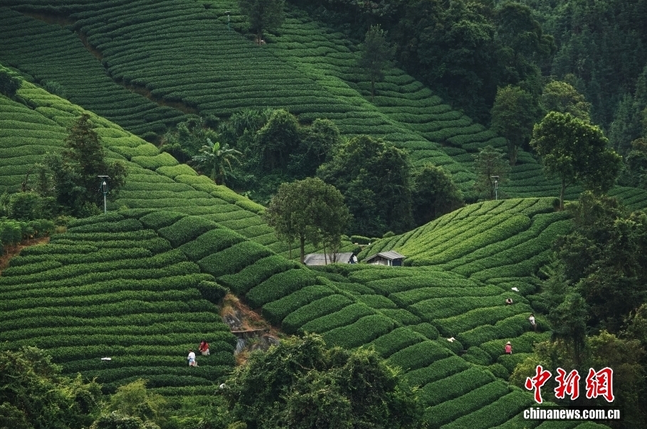 採寒露茶。
