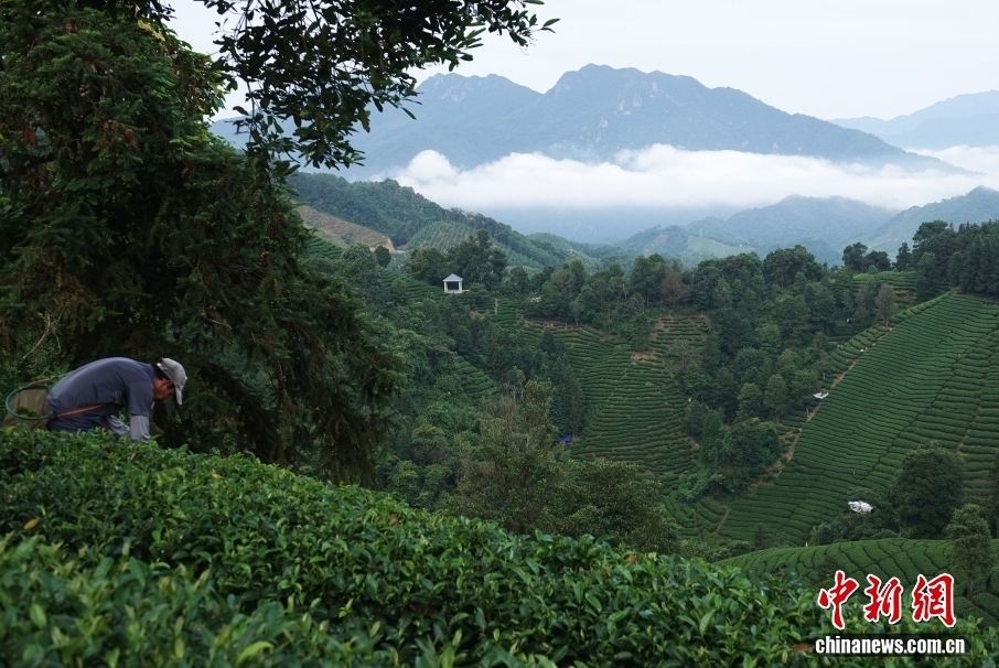 採寒露茶。