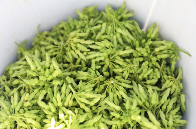 夜香花大豐收。 夜香花大豐收。