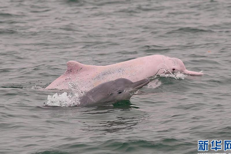 影片｜世界海洋日！看看這群活潑的中華白海豚