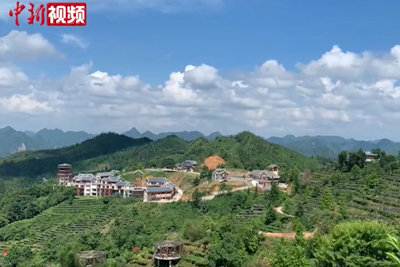 影片｜廣西凌雲：藍天白雲映襯下的千畝茶園