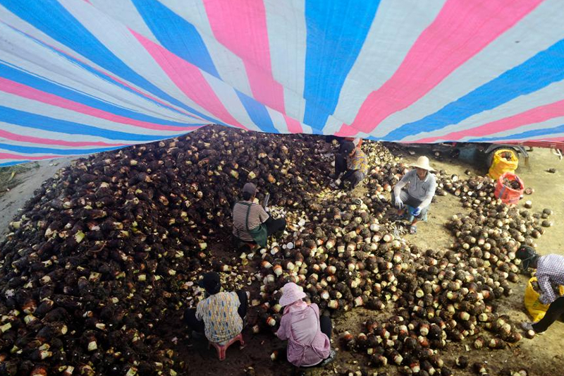 廣西賀州：香芋豐收俏市場
