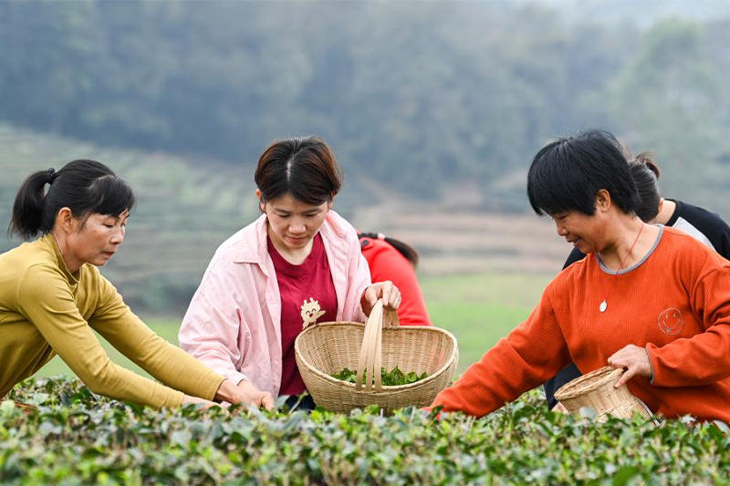 廣西興業：雨水節氣採春茶