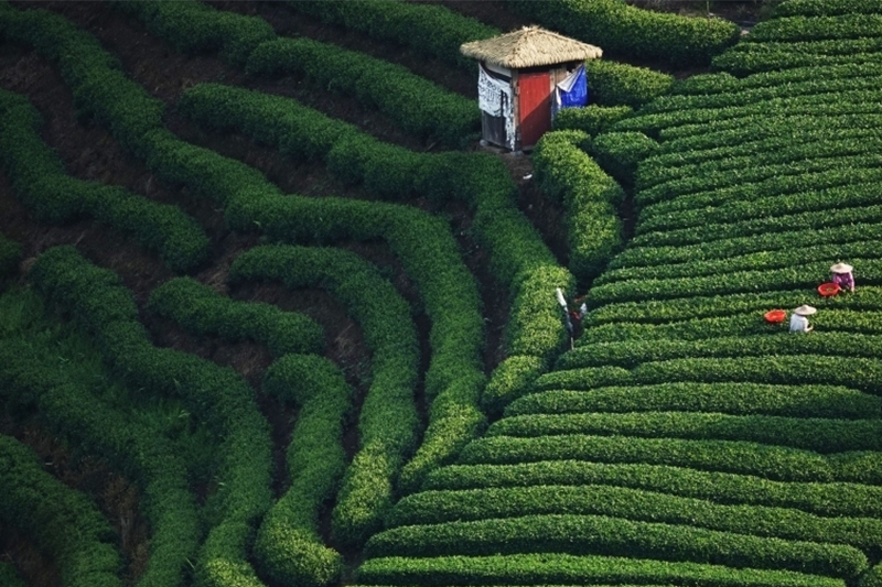20多萬畝茶園進入秋茶採收期