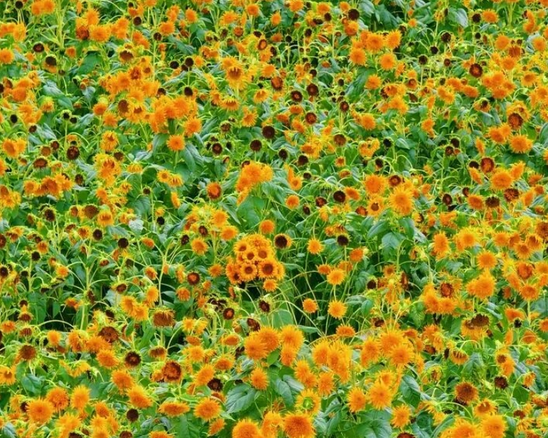 繁花似錦。 繁花似錦。
