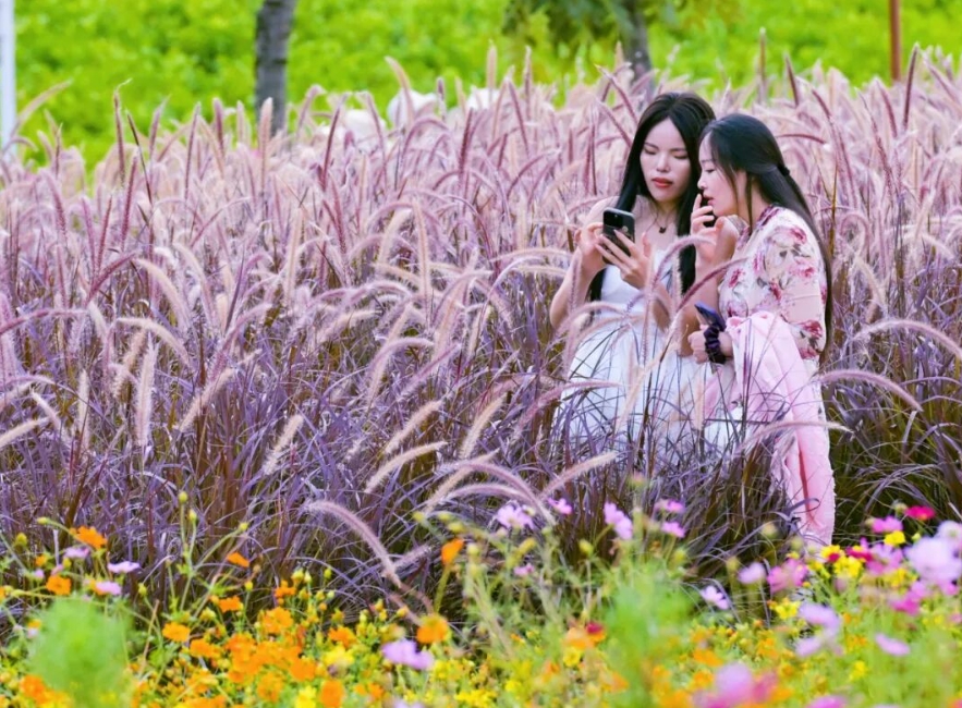 紅色的狗尾巴草。