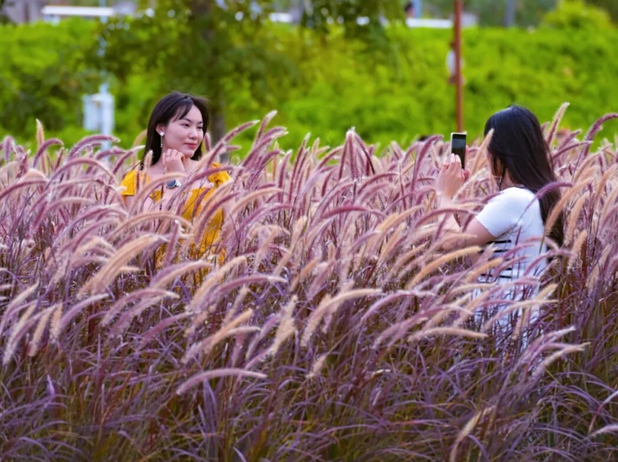 紅色的狗尾巴草。