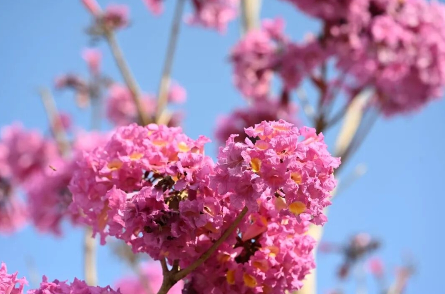 紫花風鈴木盛開，美不勝收。