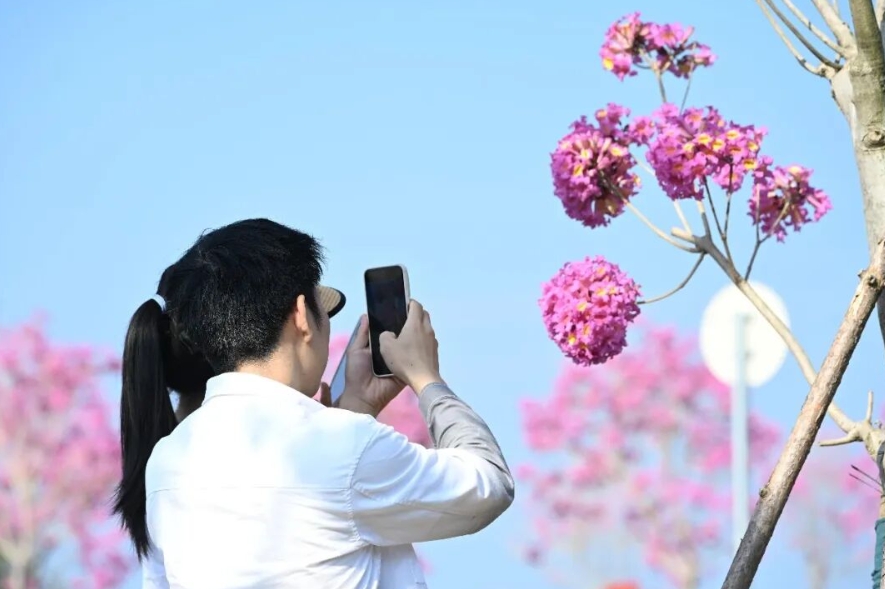 紫花風鈴木盛開，美不勝收。