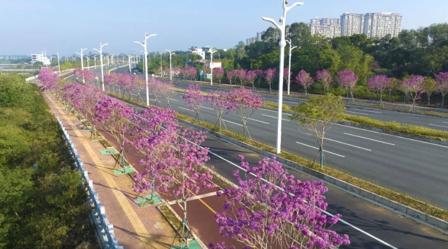 紫花風鈴木盛開，美不勝收。