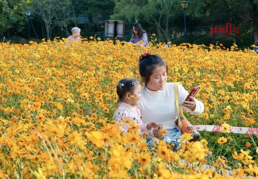 市民在花海中遊玩。