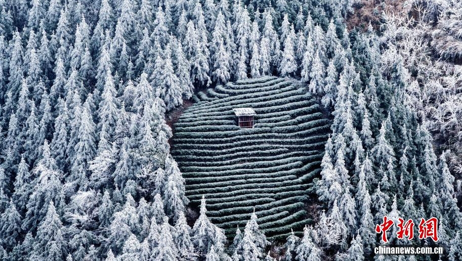 獨特的茶園雪景。