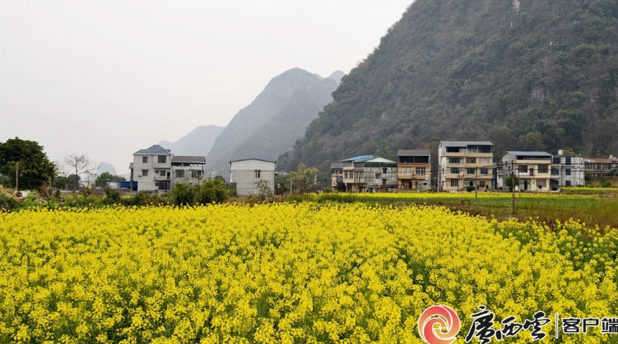 油菜花連片綻放。