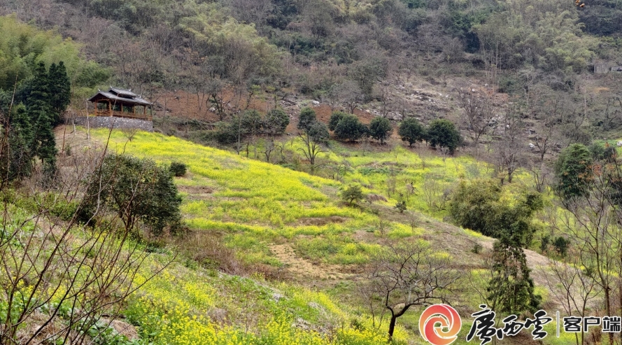 油菜花連片綻放。