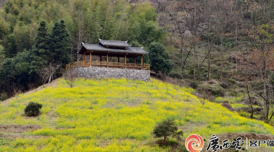油菜花連片綻放。