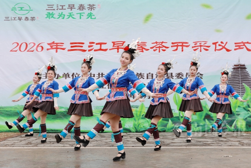 早春茶迎春開採。