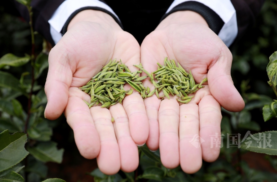 早春茶迎春開採。