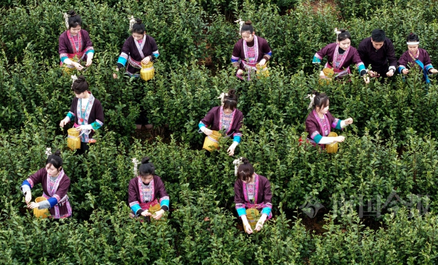 早春茶迎春開採。