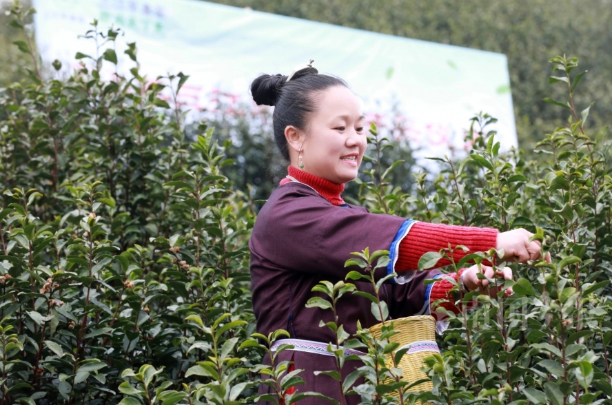 早春茶迎春開採。
