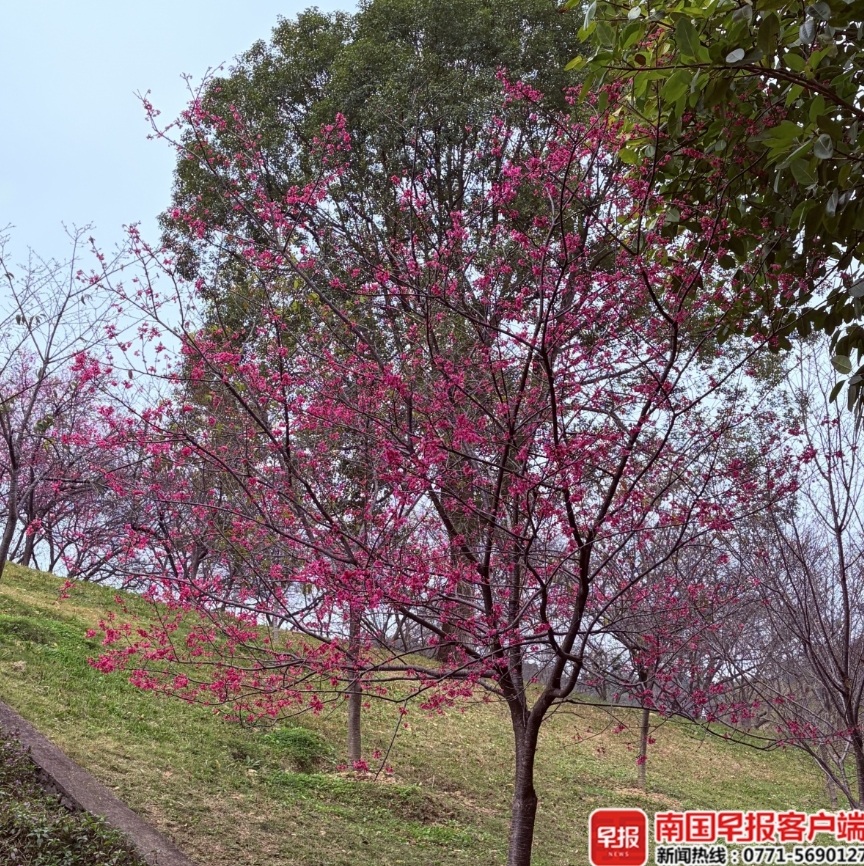 南寧石門公園裡的櫻花正陸續開放。