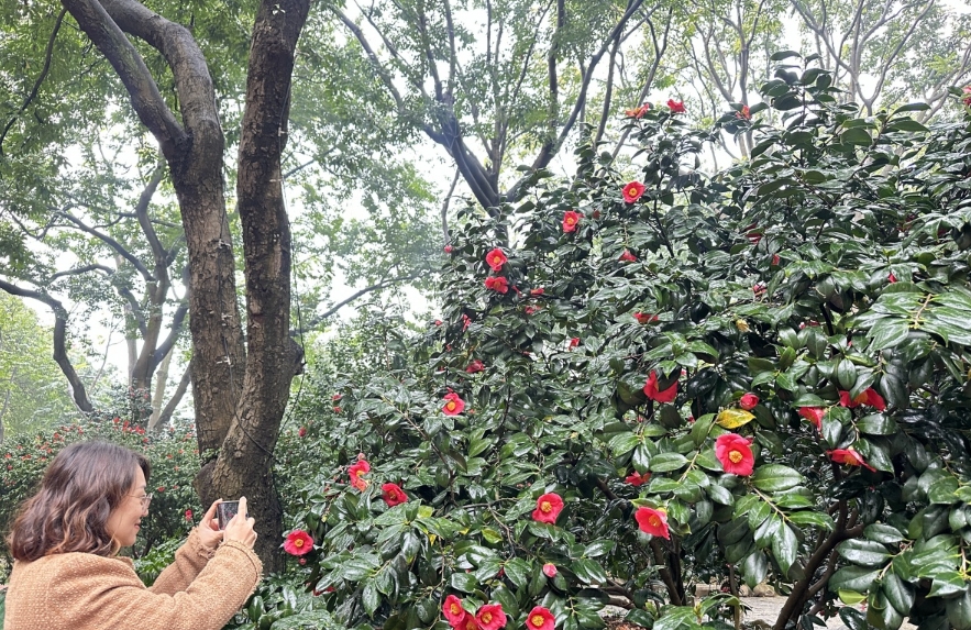 市民在遊園拍攝。