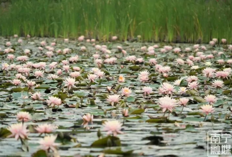 睡蓮競相綻放。