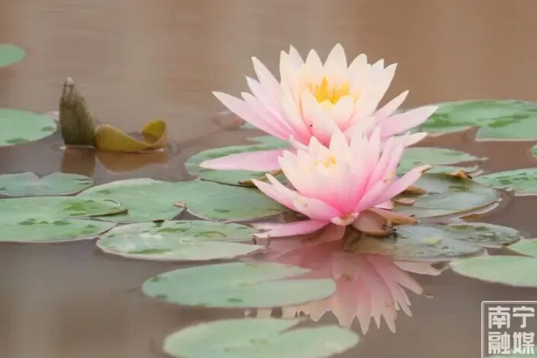 睡蓮競相綻放。