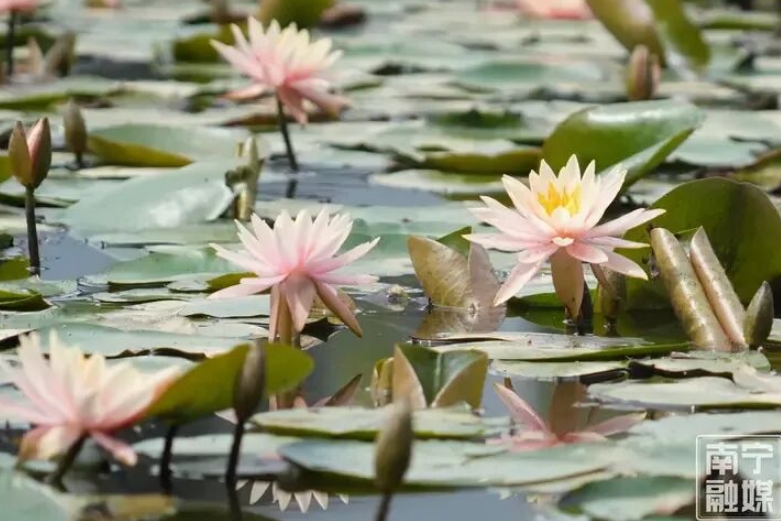 睡蓮競相綻放。