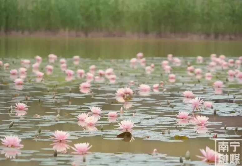 睡蓮競相綻放。