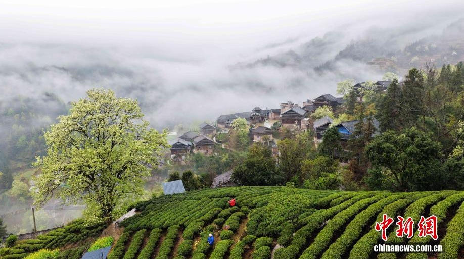 雲霧繚繞下的侗寨美如畫。