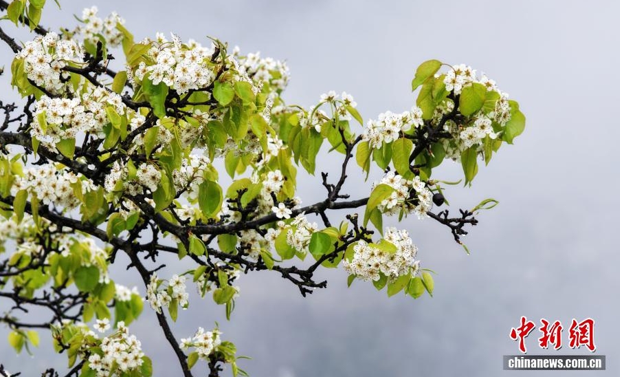 雲霧繚繞下的侗寨美如畫。