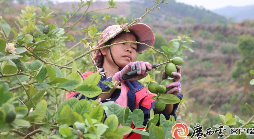 村民正在採收檸檬。