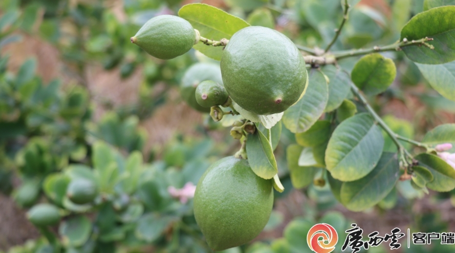 村民正在採收檸檬。