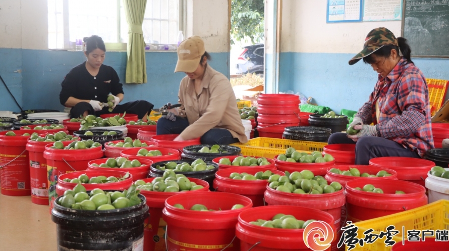 村民正在採收檸檬。