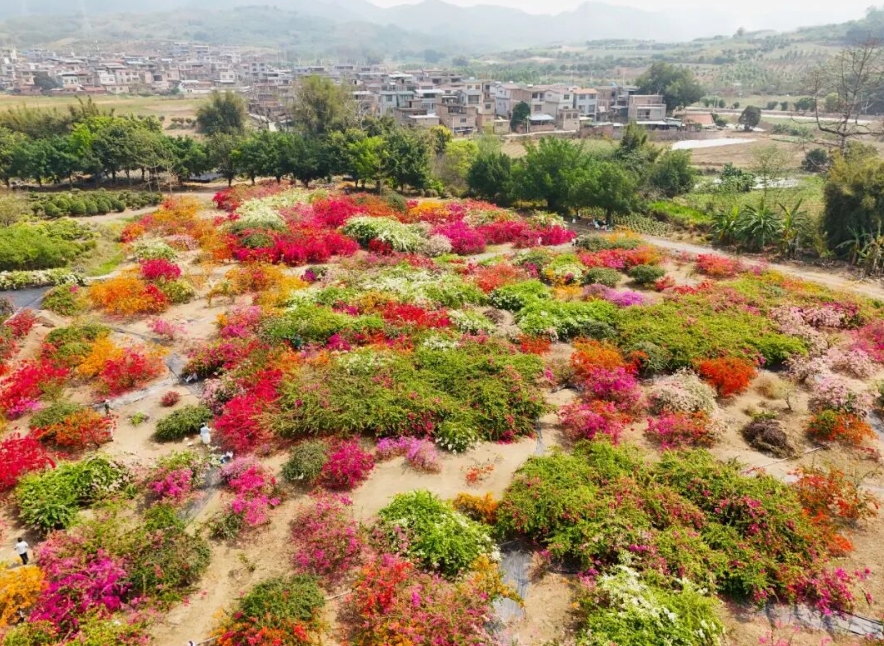 四塘苗圃花開成片。