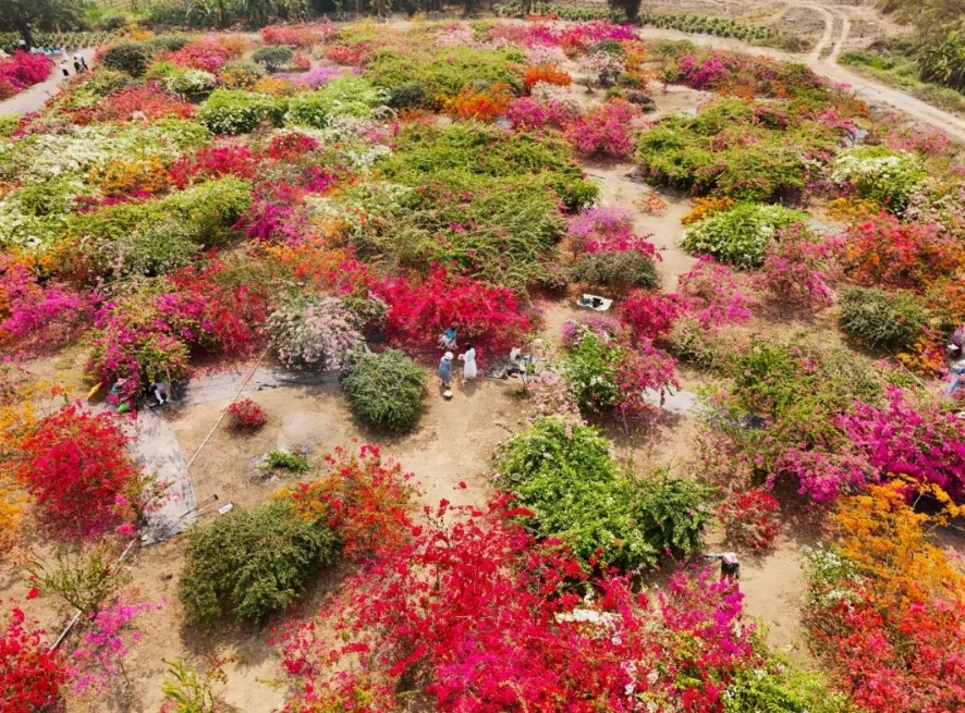四塘苗圃花開成片。