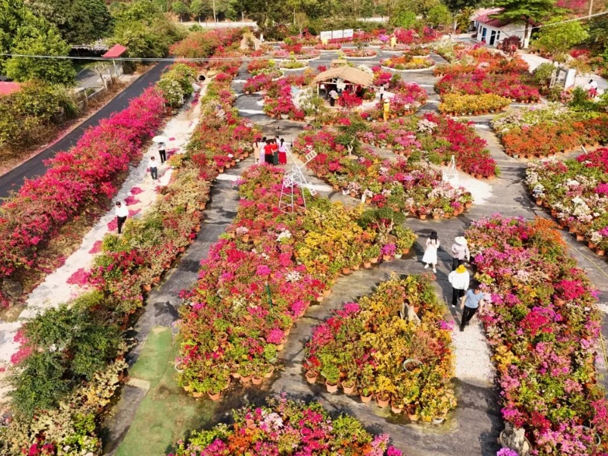 四塘苗圃花開成片。