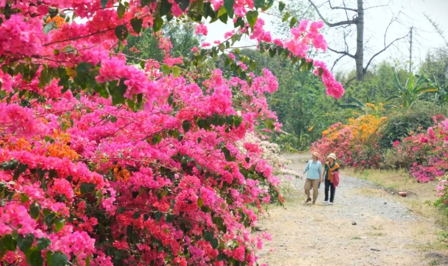 四塘苗圃花開成片。