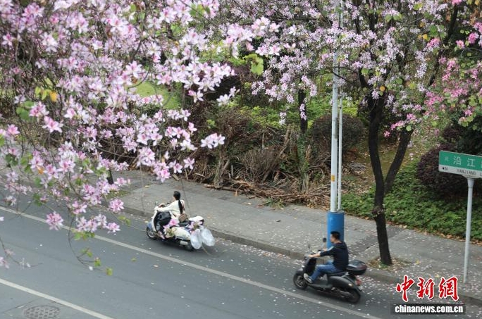 穿梭在花海裡。