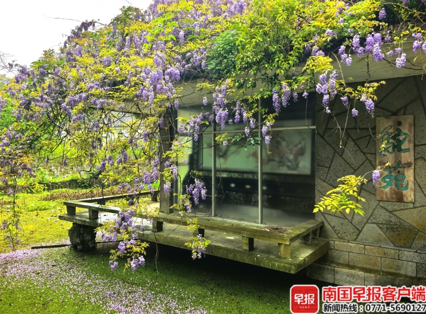 七星公園盆景園的紫藤。 七星公園盆景園的紫藤。