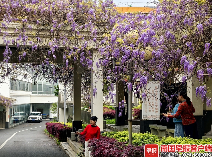 七星公園盆景園的紫藤。 七星公園盆景園的紫藤。