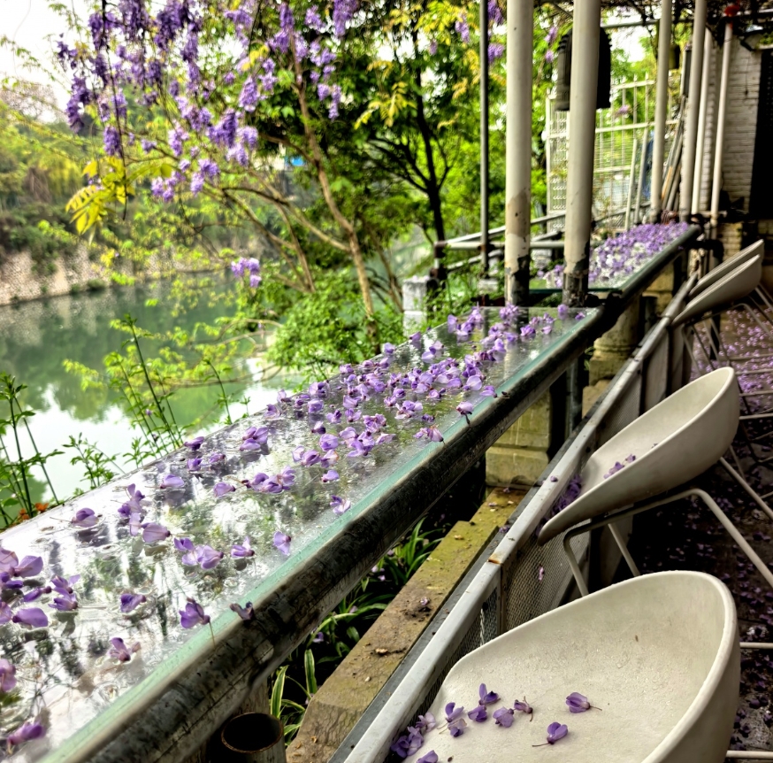七星公園盆景園的紫藤。 七星公園盆景園的紫藤。