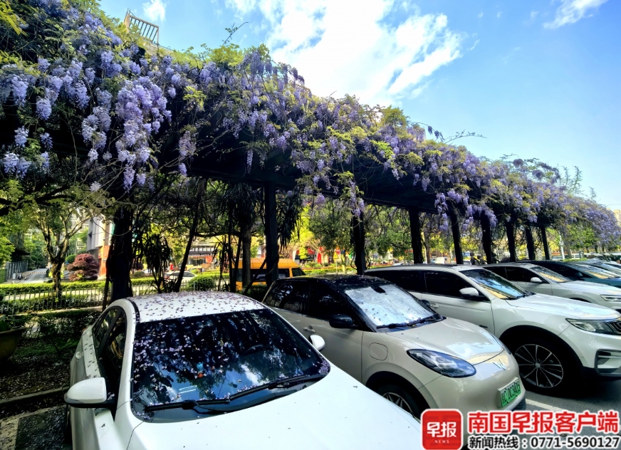 七星公園盆景園的紫藤。 七星公園盆景園的紫藤。