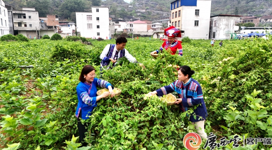 金銀花進入採摘旺季。