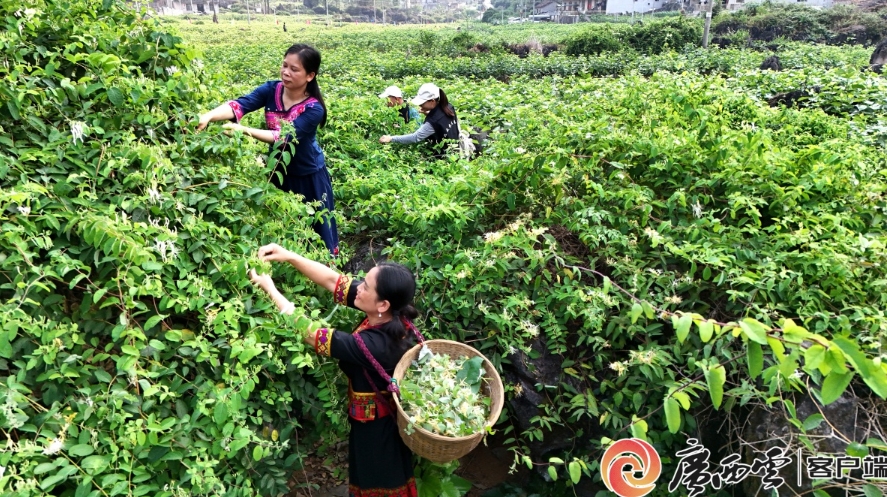 金銀花進入採摘旺季。