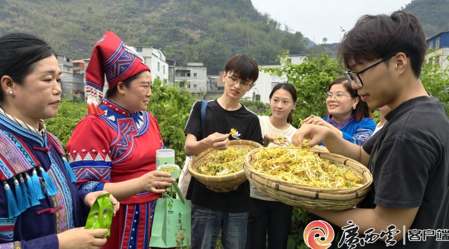 金銀花進入採摘旺季。