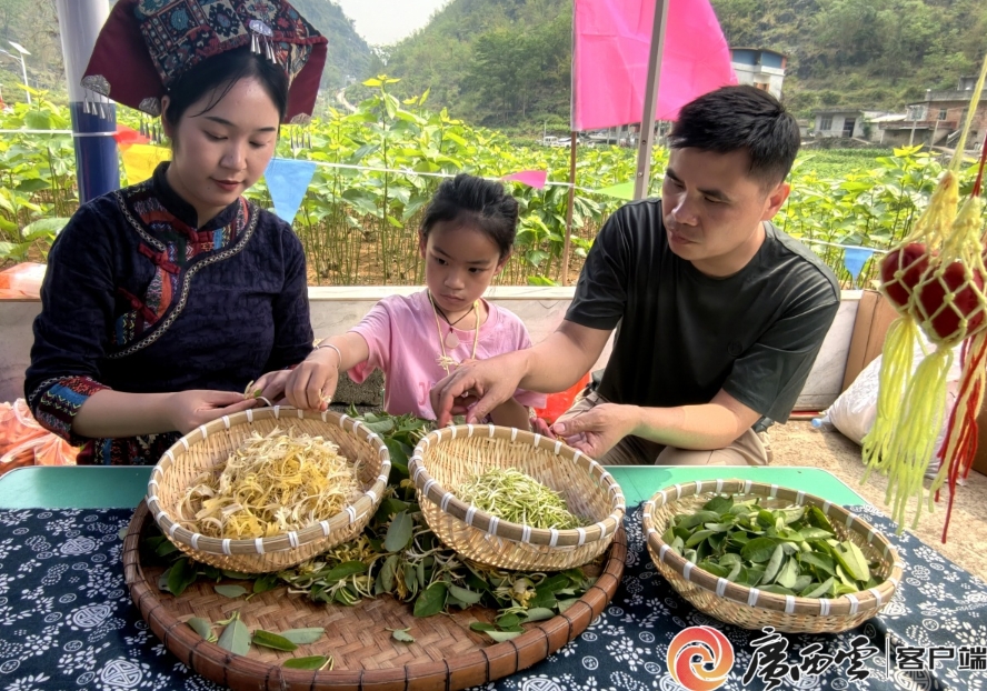 金銀花進入採摘旺季。