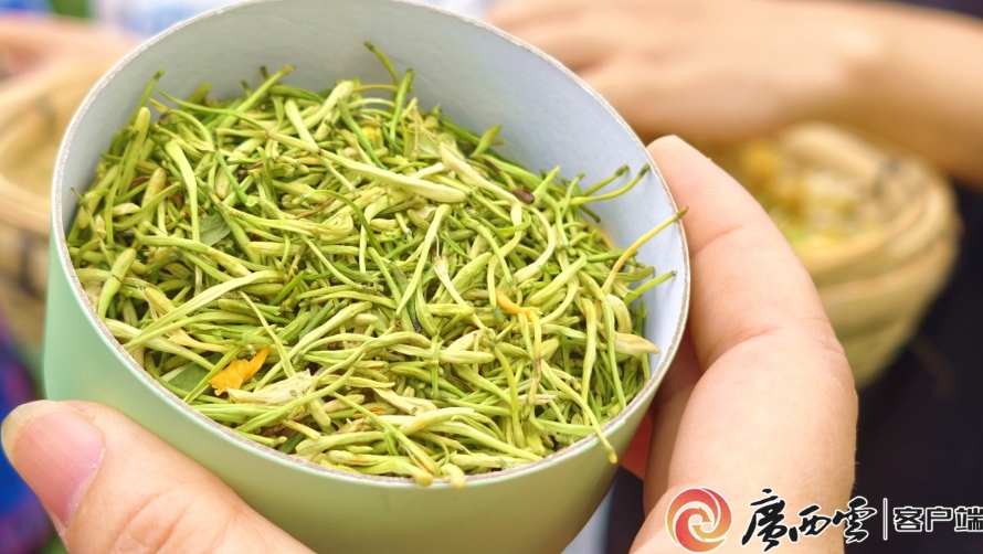 金銀花進入採摘旺季。